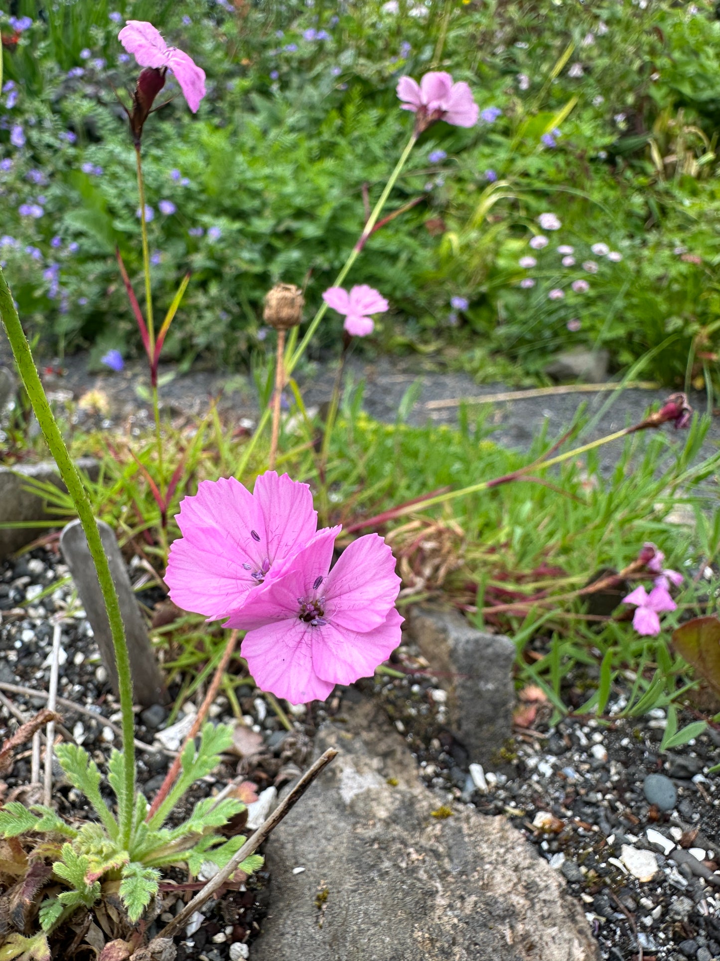 Dianthus carthusianorum 'Rupert's Pink' - keisaradrottning
