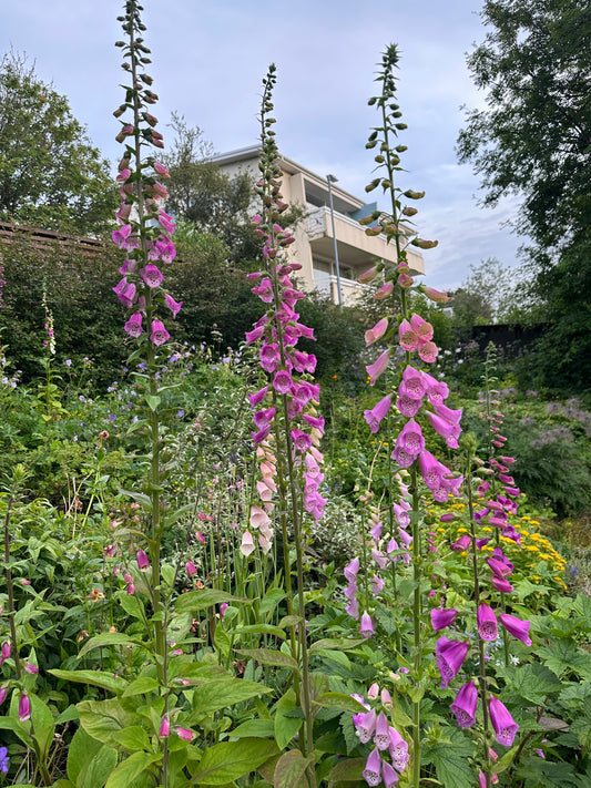 Digitalis purpurea, blanda - fingurbjargarblóm
