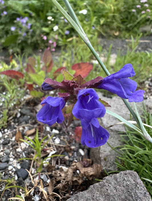 Dracocephalum rupestre - klettadrekakollur