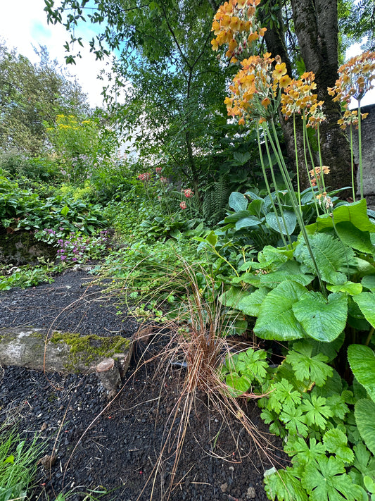 Carex buchananii 'Firefox' - koparstör