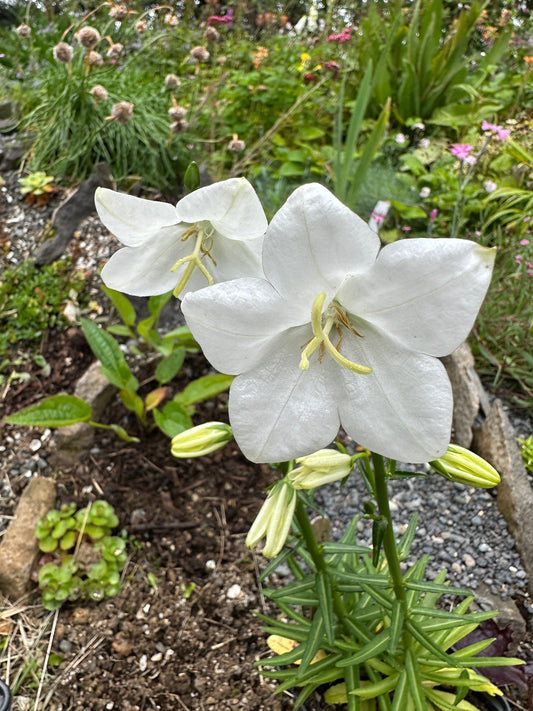 Campanula persicifolia var. planiflora - fagurklukka