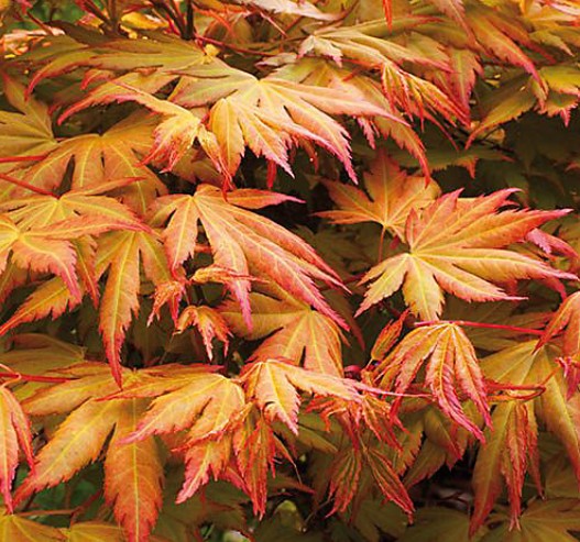 Acer palmatum 'Orange Dream' - japanshlynur