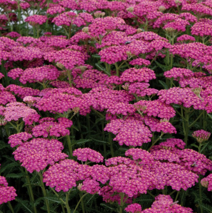 Achillea millefolium 'New Vintage Rose' - vallhumall