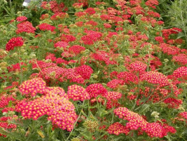 Achillea millefolium 'Paprika' - vallhumall