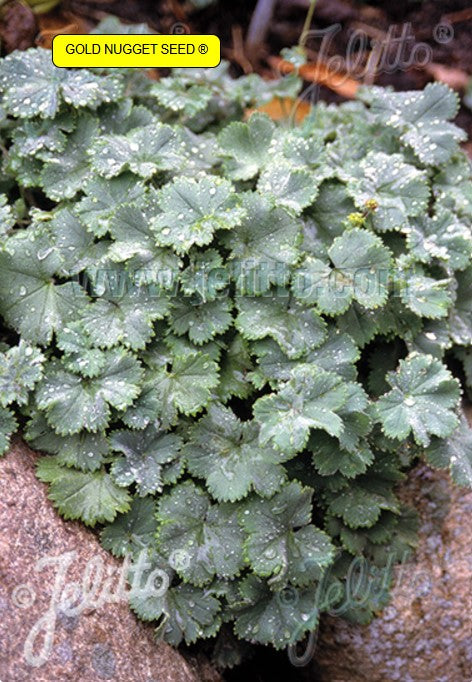 Alchemilla erythropoda - perlumaríustakkur