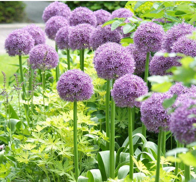 Allium 'Globemaster' - skrautlaukur