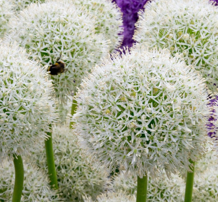 Allium stipitatum 'Mount Everest' - sveiplaukur