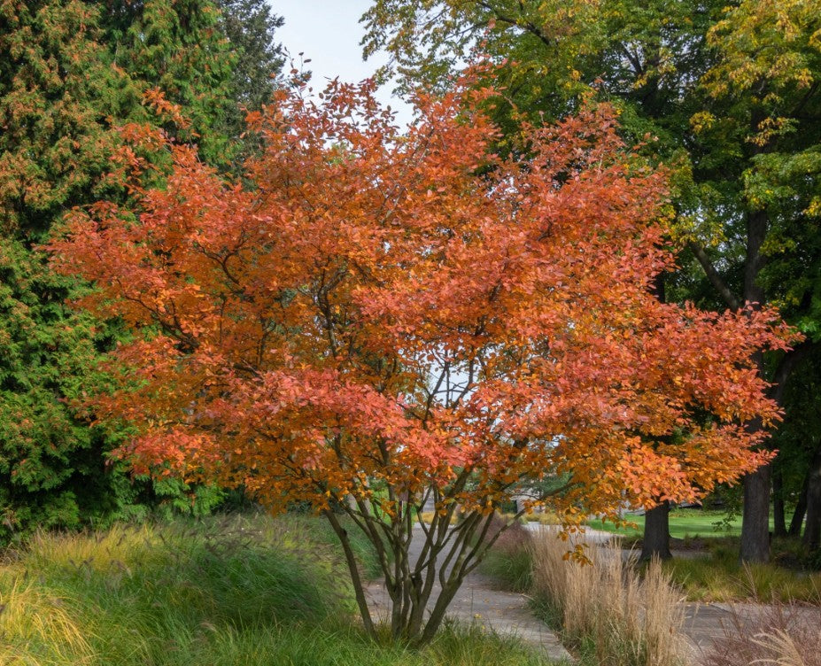 Amelanchier lamarckii - garðaamall