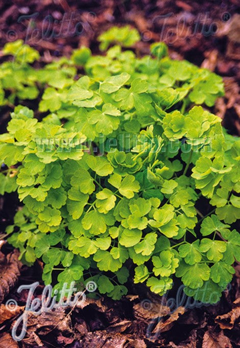 Aquilegia vulgaris 'Mellow Yellow' - skógarvatnsberi