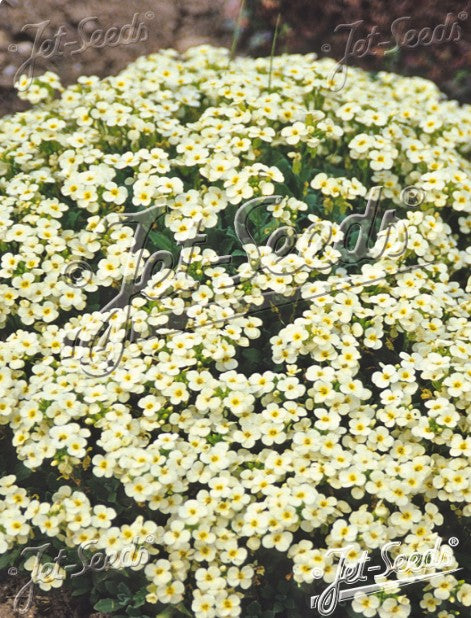 Arabis caucasica 'Pixie Cream' - garðskriðnablóm