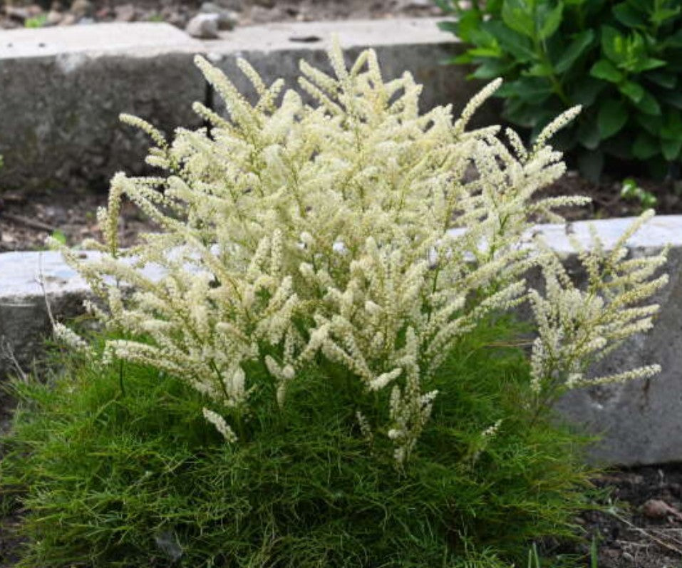 Aruncus 'Fairy Hair' - geitaskegg