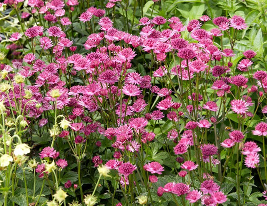 Astrantia major 'Capri' - sveipstjarna