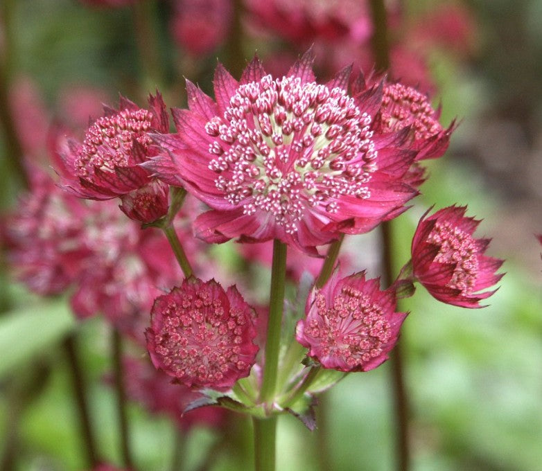 Astrantia major 'Moulin Rouge' - sveipstjarna