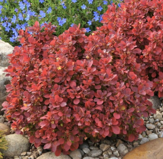 Berberis thunbergii 'Ruby Star' - sólbroddur