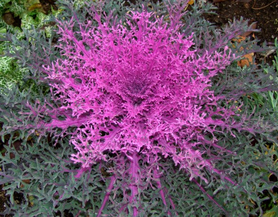 Brassica 'F1 Red Peacock' - skrautkál