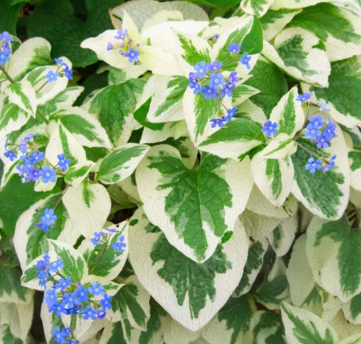 Brunnera macrophylla 'Dawson's White' - búkollublóm