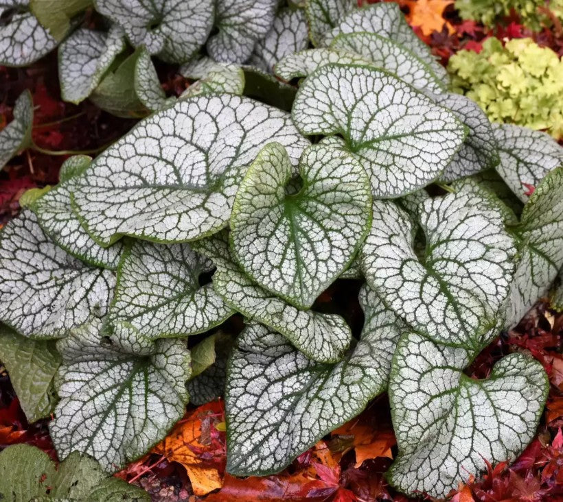 Brunnera macrophylla 'Jack of Diamonds' - búkollublóm