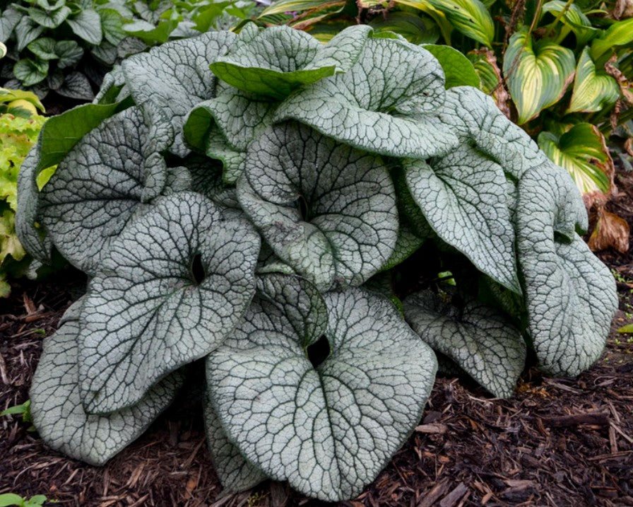 Brunnera macrophylla 'Queen of Hearts' - búkollublóm