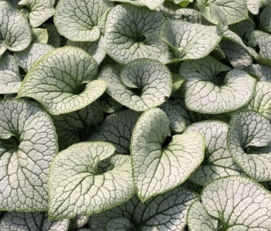 Brunnera macrophylla 'Sterling Silver' - búkollublóm