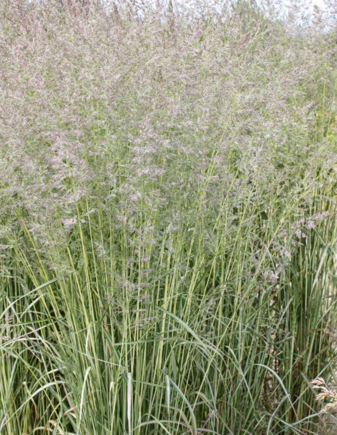 Calamagrostis x acutiflora 'Avalanche' - garðahálmgresi