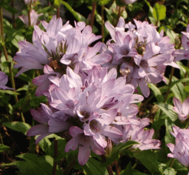 Campanula globularia 'Caroline' - höfuðklukka