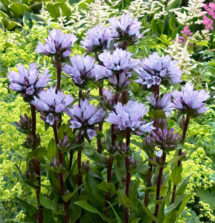 Campanula globularia 'Emerald' - höfuðklukka