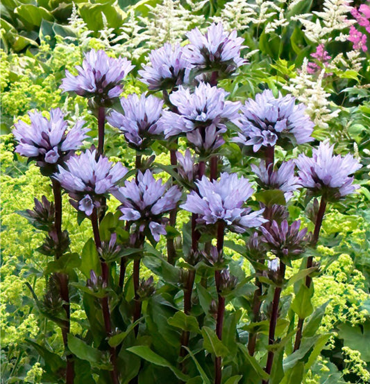 Campanula globularia 'Emerald' - höfuðklukka