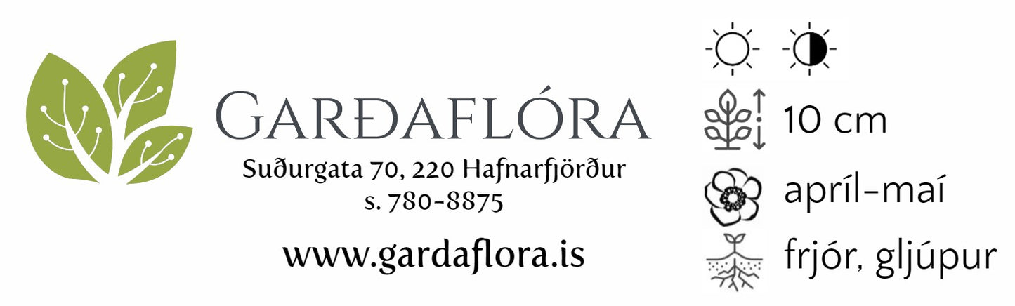 Chionodoxa luciliae -fannastjarna