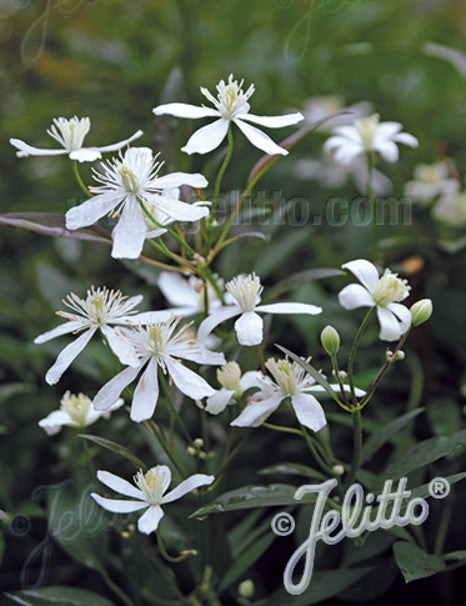 Clematis recta 'Purpurea' - sprotabergsóley