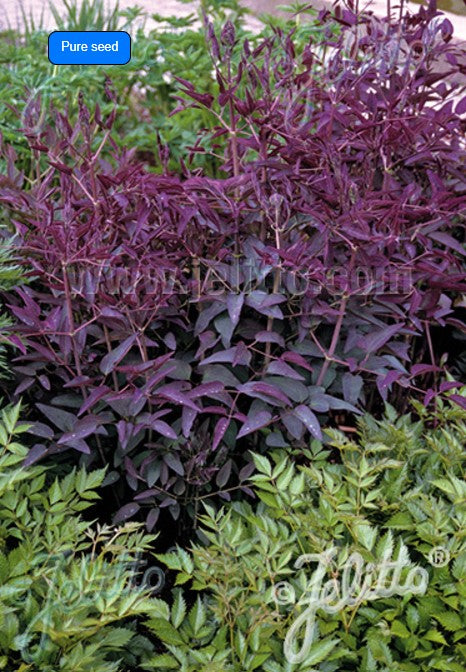 Clematis recta 'Purpurea' - sprotabergsóley
