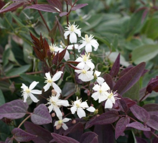 Clematis recta 'Purpurea' - sprotabergsóley