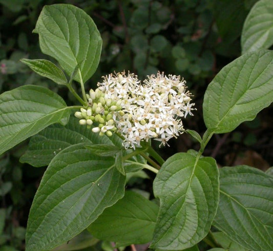 Cornus sericea 'Flaviramea' - sveighyrnir