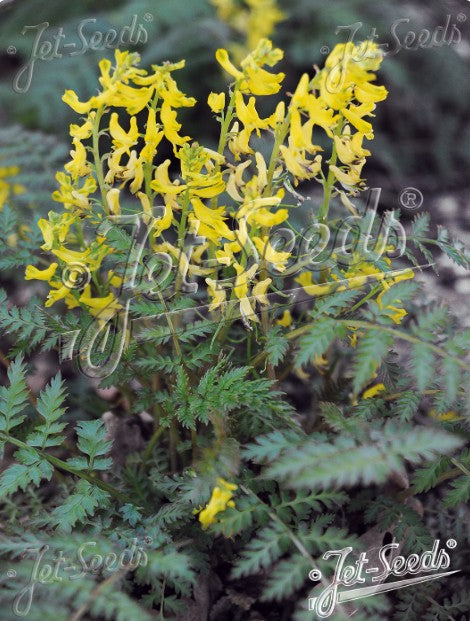 Corydalis cheilanthifolia - burknafit