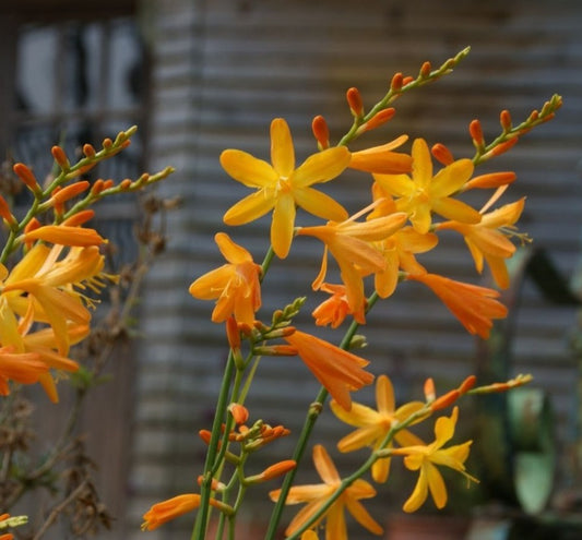 Crocosmia 'George Davison' - glóðarlilja
