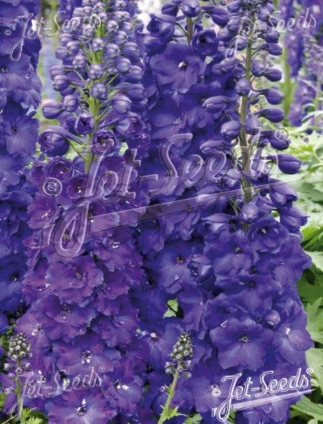 Delphinium 'Pagan Purples' - riddaraspori