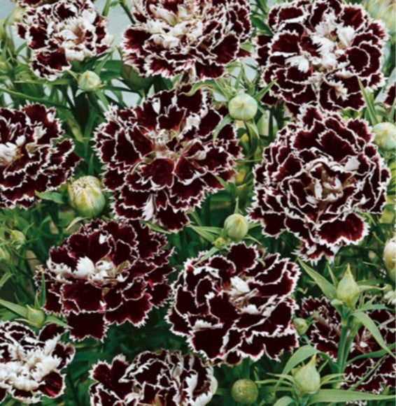 Dianthus 'Chianti Double' - kínadrottning