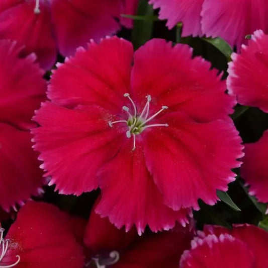 Dianthus F1 'Corona Cherry Red' - kínadrottning