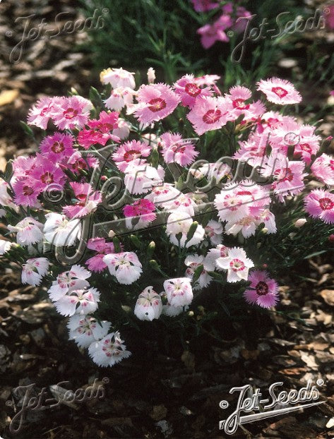 Dianthus plumarius nanus 'Sweetness' - fjaðradrottning
