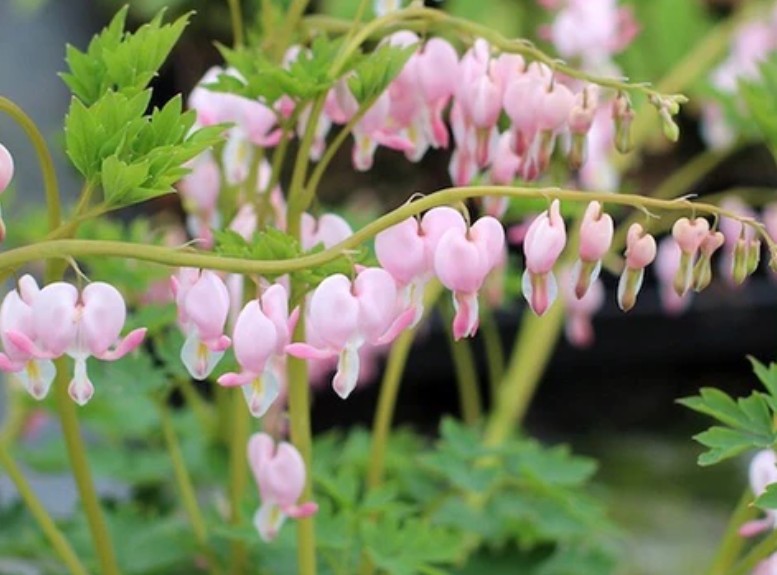 Lamprocapnos spectabilis 'Cupid' - hjartablóm