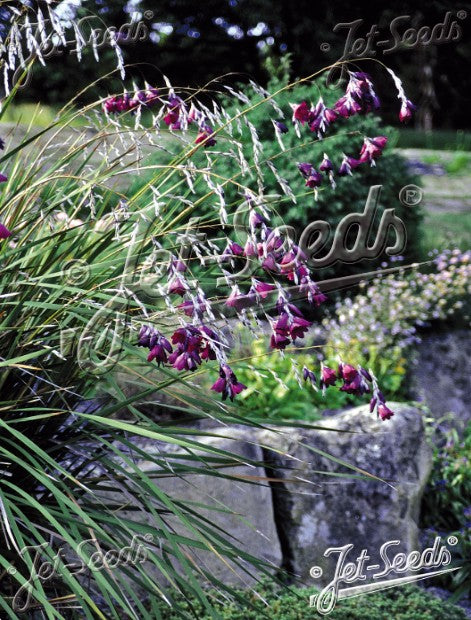 Dierama pulcherrimum 'Dark Cerise'