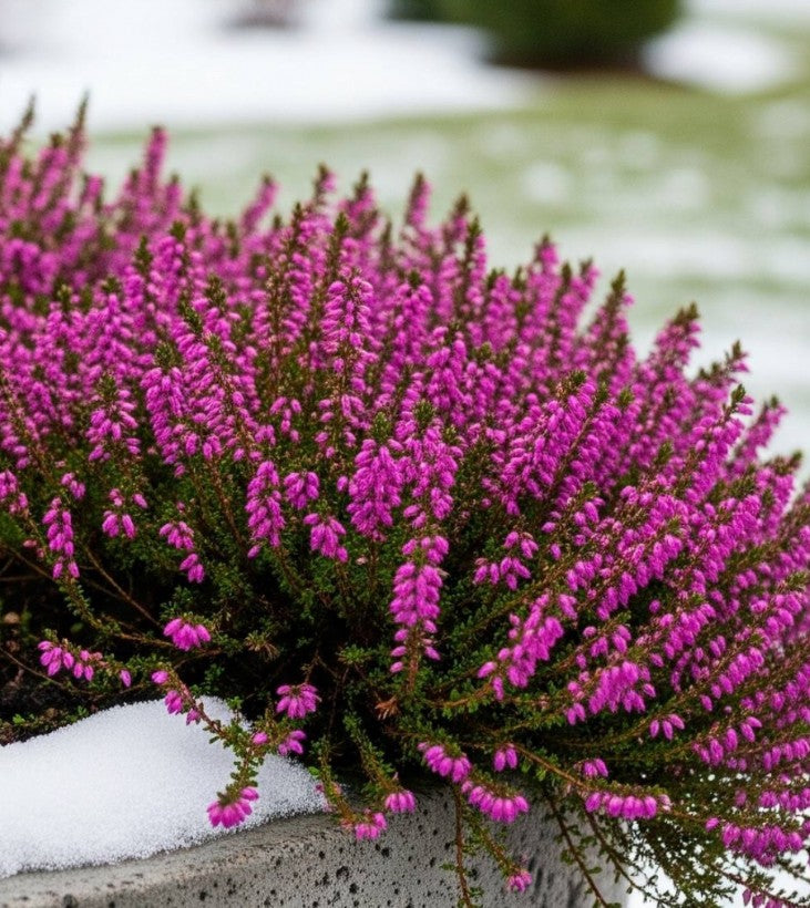 Erica x darleyensis 'Kramer's Rote' - dalalyng