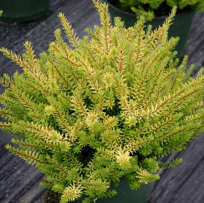 Erica x darleyensis 'Mary Helen' - dalalyng