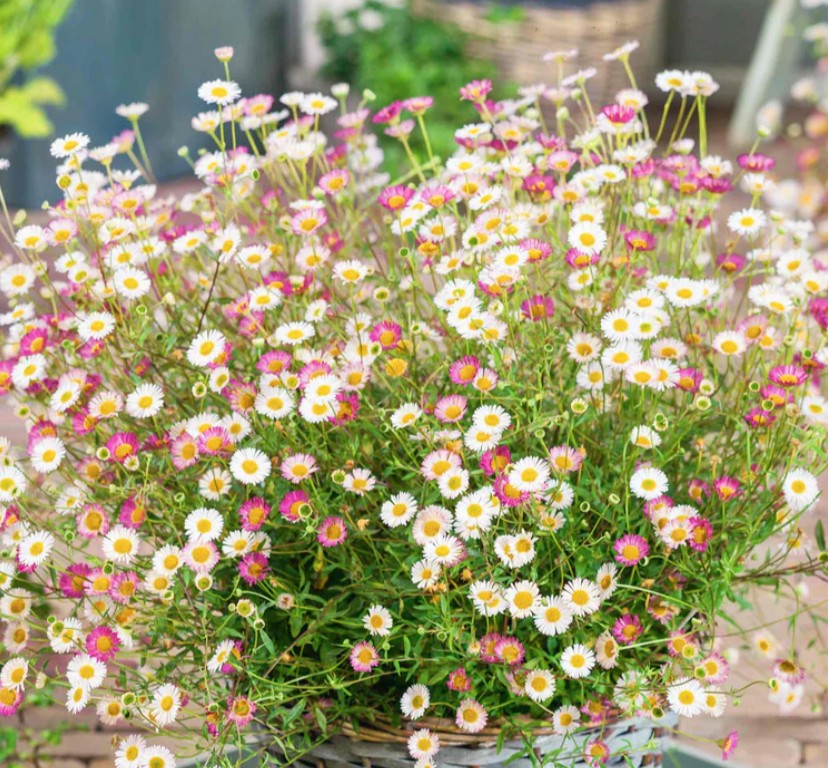 Erigeron karvinskianus 'Profusion' - hellukobbi