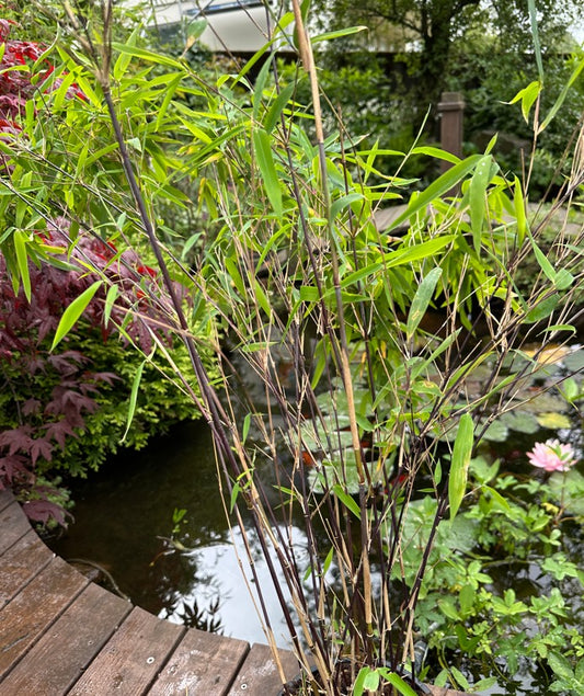 Fargesia nitida 'Black Pearl' - svartbambus