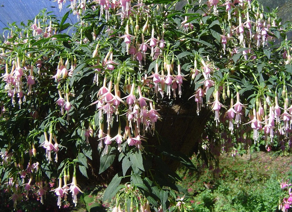 Fuchsia 'Whiteknight's Pearl' - garðafúksía