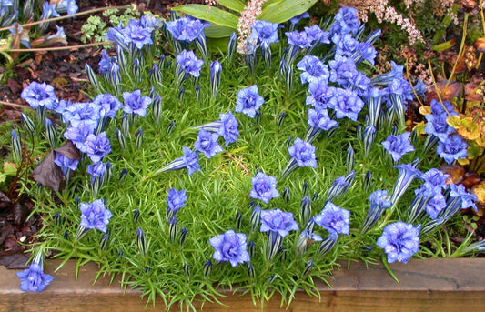 Gentiana sino-ornata 'Eugens Allerbester' - kínavöndur