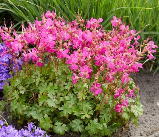 Geranium x cantabrigiense 'Intense' - skrúðblágresi
