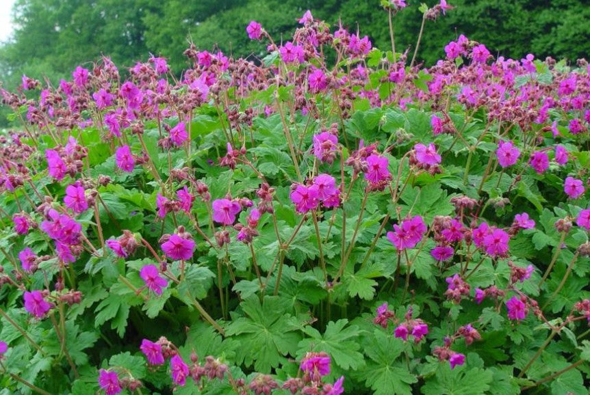 Geranium macrorrhizum 'Czakor' - ilmgresi