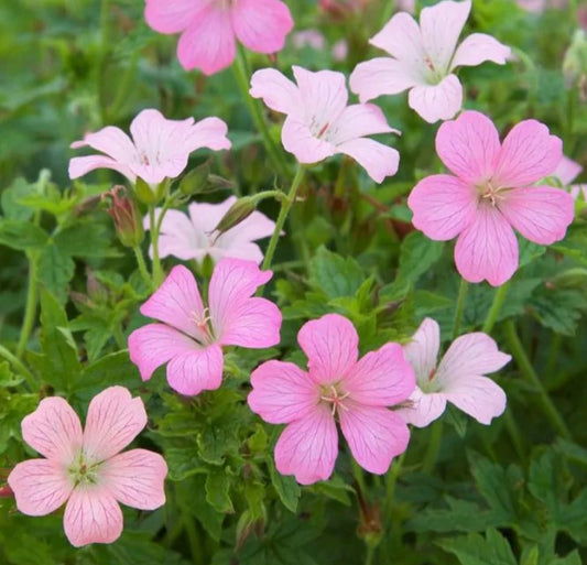 Geranium x oxonianum 'Rose Clair' - skrautblágresi