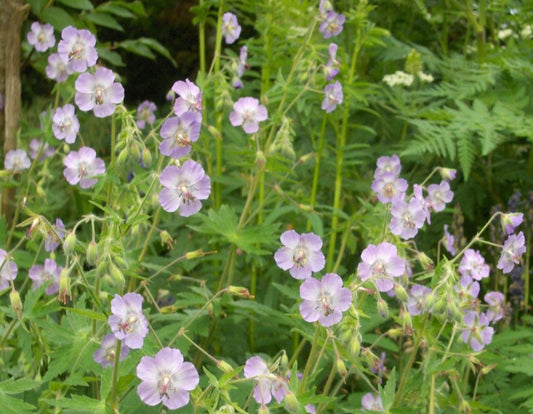 Geranium phaeum 'Walküre' - brúngresi